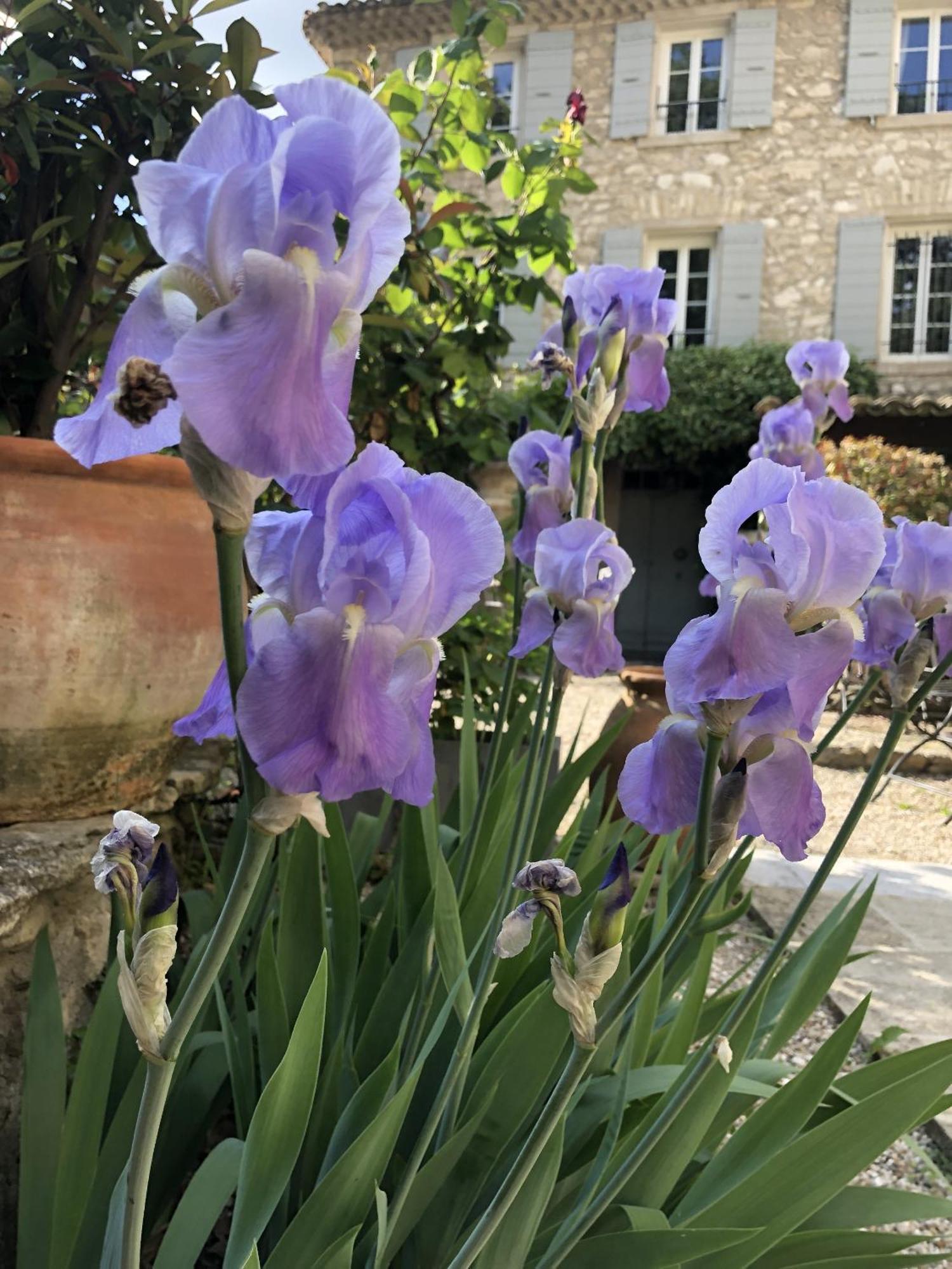 La Figuiere Fontaine De Vaucluse Bed & Breakfast Dış mekan fotoğraf